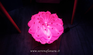 Cereus Spiralis, rosa fluo